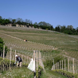 Mies työssä viiniviljemillä Luoteis-Italiassa. LEHTIKUVA / AFP