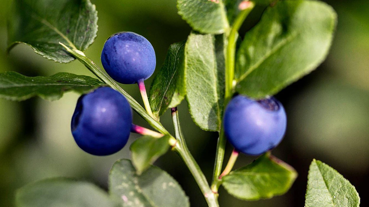 Luonnontuotealan valtakunnallinen toimialajärjestö Arktiset Aromit ry vakuutti noin viikko sitten julkaisemassaan tiedotteessa, että järjestön jäsenyritysten poimijat perehdytetään huolella suomalaisiin toimintatapoihin.