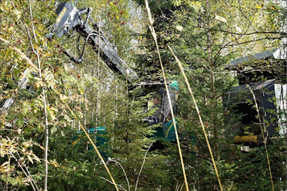 Hoidotta jäänyt istutuskoivikko on muuttunut sekametsäksi, jota kunnostetaan nyt systemaattisena harvennuksena. Mihkel Jakobson korjaa puuta Fixterillä. Kari Salonen