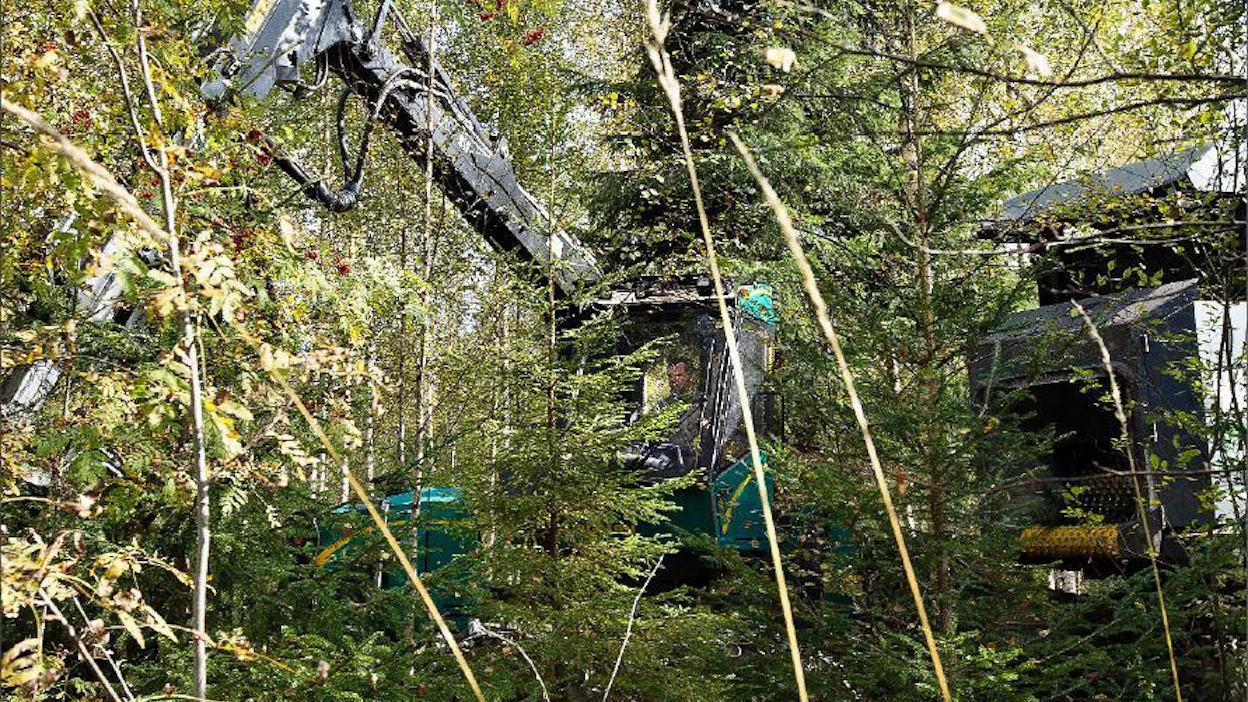 Hoidotta jäänyt istutuskoivikko on muuttunut sekametsäksi, jota kunnostetaan nyt systemaattisena harvennuksena. Mihkel Jakobson korjaa puuta Fixterillä. Kari Salonen
