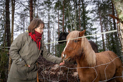 Islanninhevoset ovat vieneet Helena Wariksen sydämen, vaikka nuorena hänessä ei ollut tippaakaan hevostytön verta.