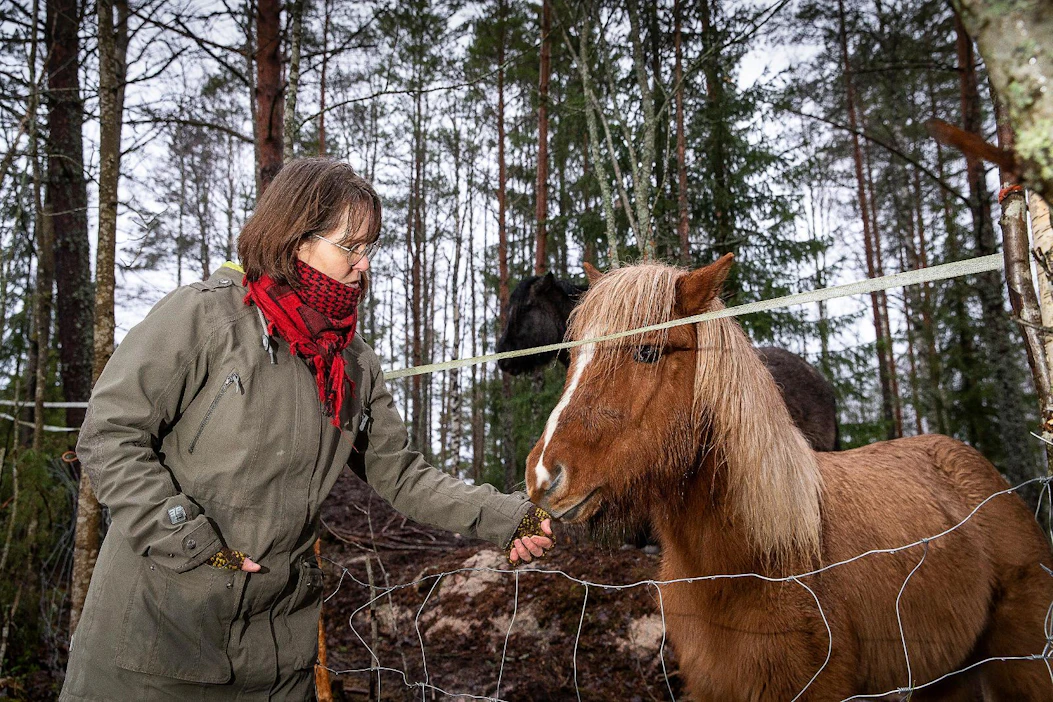 Islanninhevoset ovat vieneet Helena Wariksen sydämen, vaikka nuorena hänessä ei ollut tippaakaan hevostytön verta.