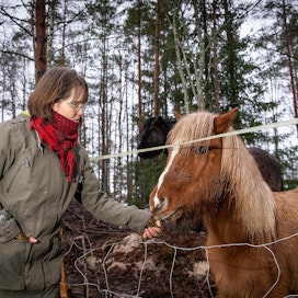 Islanninhevoset ovat vieneet Helena Wariksen sydämen, vaikka nuorena hänessä ei ollut tippaakaan hevostytön verta.