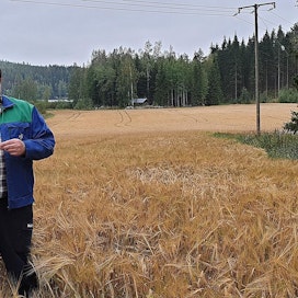 Viljelijä Matti Unnaslahti toivoo, ettei kuivuus ole pilannut viljasatoa.