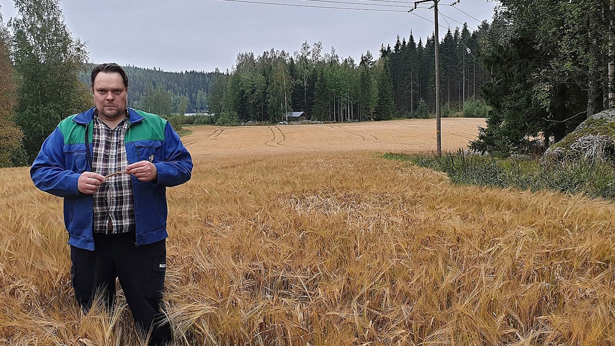 Viljelijä Matti Unnaslahti toivoo, ettei kuivuus ole pilannut viljasatoa.