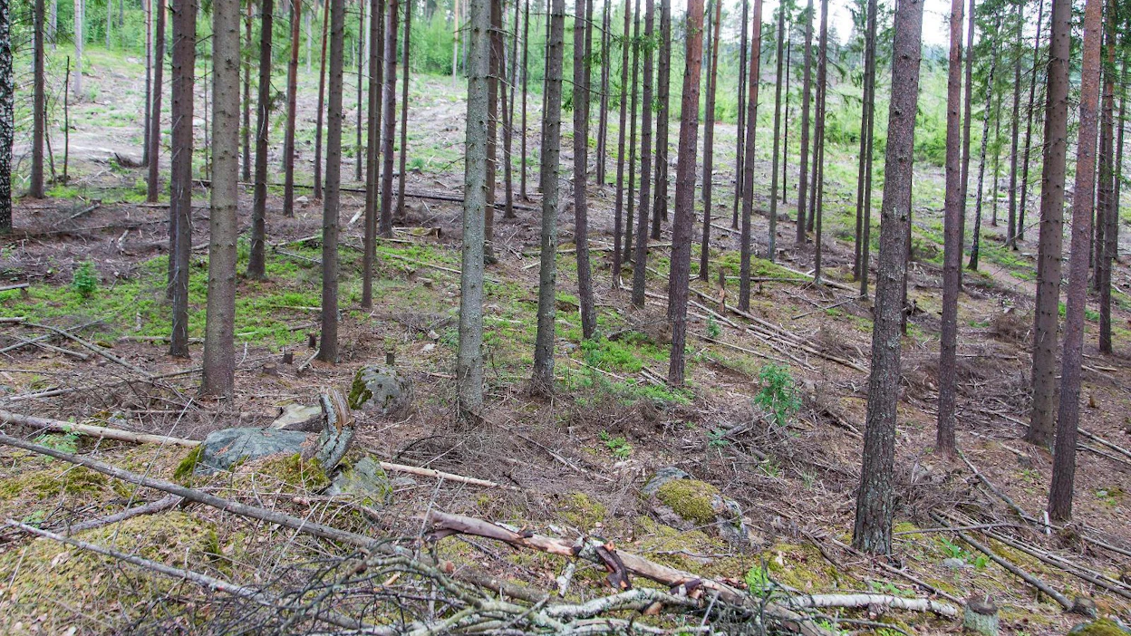 Ammattimaisten sijoittajien osuus metsätilakaupasta on euroilla mitattuna noin 37 prosenttia.