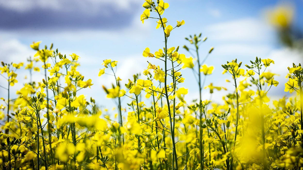 Kukkivilla palko- ja öljykasveilla pyritään viljelyohjelmassa parantamaan peltojen kasvukuntoa ja lisäämään luonnon monimuotoisuutta tarjoamalla pölyttäjille ravintoa.