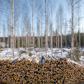 Venäjältä tuotiin Suomeen viime vuonna yhdeksän miljoonaa kuutiometriä puuta, pääosin koivukuitupuuta ja haketta. Nyt tuonti pitää korvata kotimaan metsistä tai lisäämällä tuontia muualta.