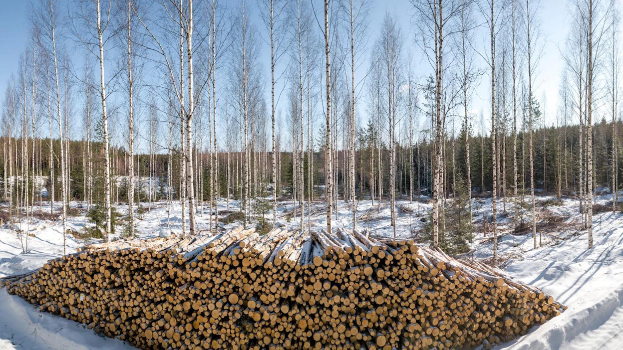Venäjältä tuotiin Suomeen viime vuonna yhdeksän miljoonaa kuutiometriä puuta, pääosin koivukuitupuuta ja haketta. Nyt tuonti pitää korvata kotimaan metsistä tai lisäämällä tuontia muualta.