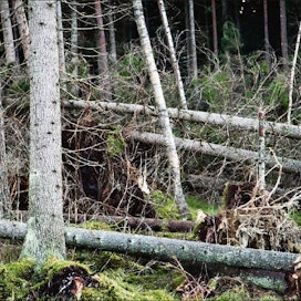 Myrskyt aiheuttavat tappioita sekä kaatamalla puita että lisäämällä kaarnakuoriaisten määrää. Kari Salonen