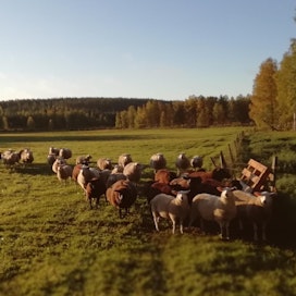 Lammaskatras hoitamassa perinnebiotooppimaisemaa Iijoen varrella Sotkajärven seudulla Pudasjärvellä.