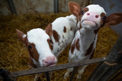 Kryptosporidioosi tarttuu yleisimmin 1-2 viikon ikäisistä vasikoista. Yli viiden viikon ikäisillä vasikoilla tauti sen sijaan tavataan harvoin.