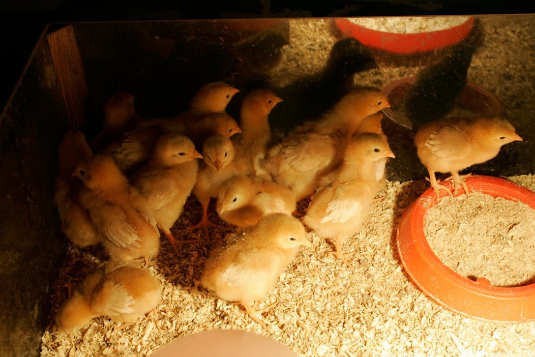 Salmonellatartunnat ovat Suomessa harvinaisia. Kuvituskuva.