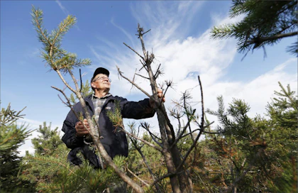 Raimo Laurio on murheissaan, että hirvet laiduntavat joka talvi suvun metsäyhtymän mailla Puolangan Lylykylässä. ”Aluksi taimikon kasvu näytti hirveän hyvältä. Nyt nämä on raadeltu kuoliaiksi.” Pekka Fali