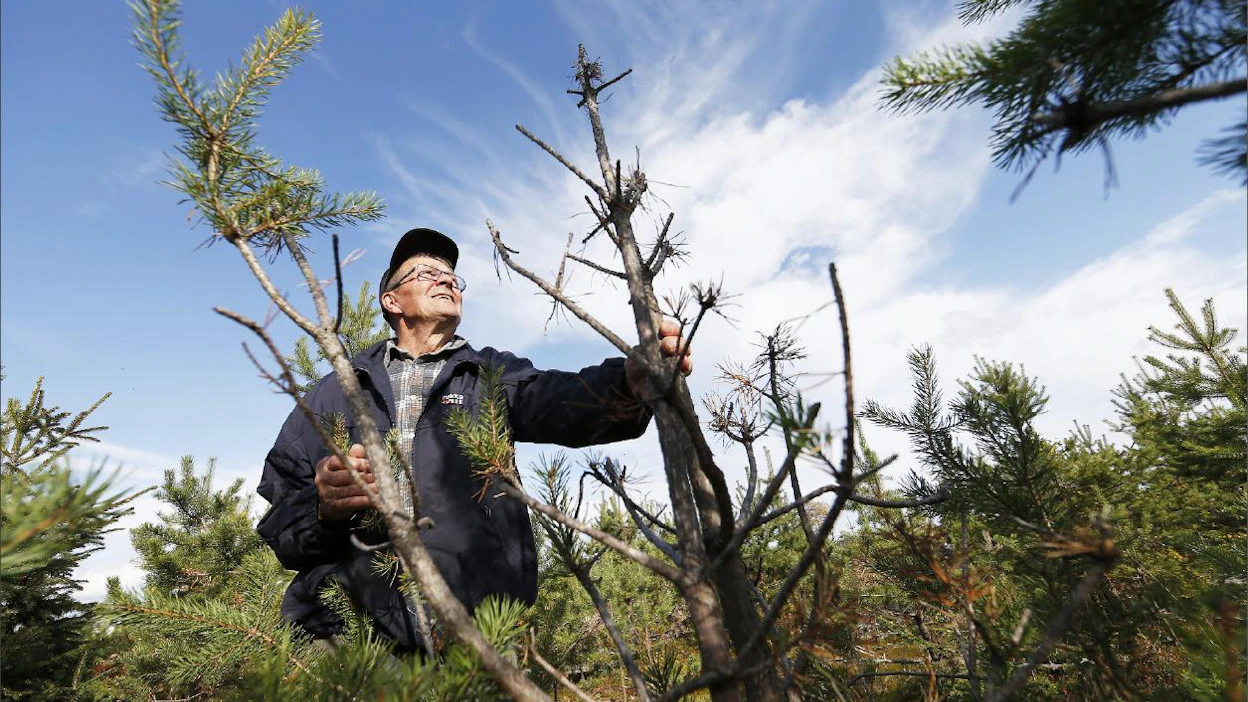 Raimo Laurio on murheissaan, että hirvet laiduntavat joka talvi suvun metsäyhtymän mailla Puolangan Lylykylässä. ”Aluksi taimikon kasvu näytti hirveän hyvältä. Nyt nämä on raadeltu kuoliaiksi.” Pekka Fali