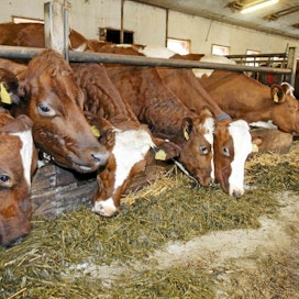 Vieraiden metalliesineiden joutuminen lehmän rehuun voi olla kohtalokasta. Kuvan lehmät eivät liity uutiseen.