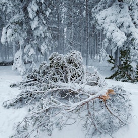 Pelastuslaitos muistuttaa, että metsässä liikkuminen on vaarallista puiden latvuksiin kertyneiden massiivisten lumipainojen vuoksi.