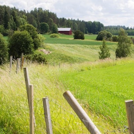 Viherryttämistuki ei juuri hyödytä ympäristöä Ruotsin maatalousviraston tekemän tutkimuksen mukaan.