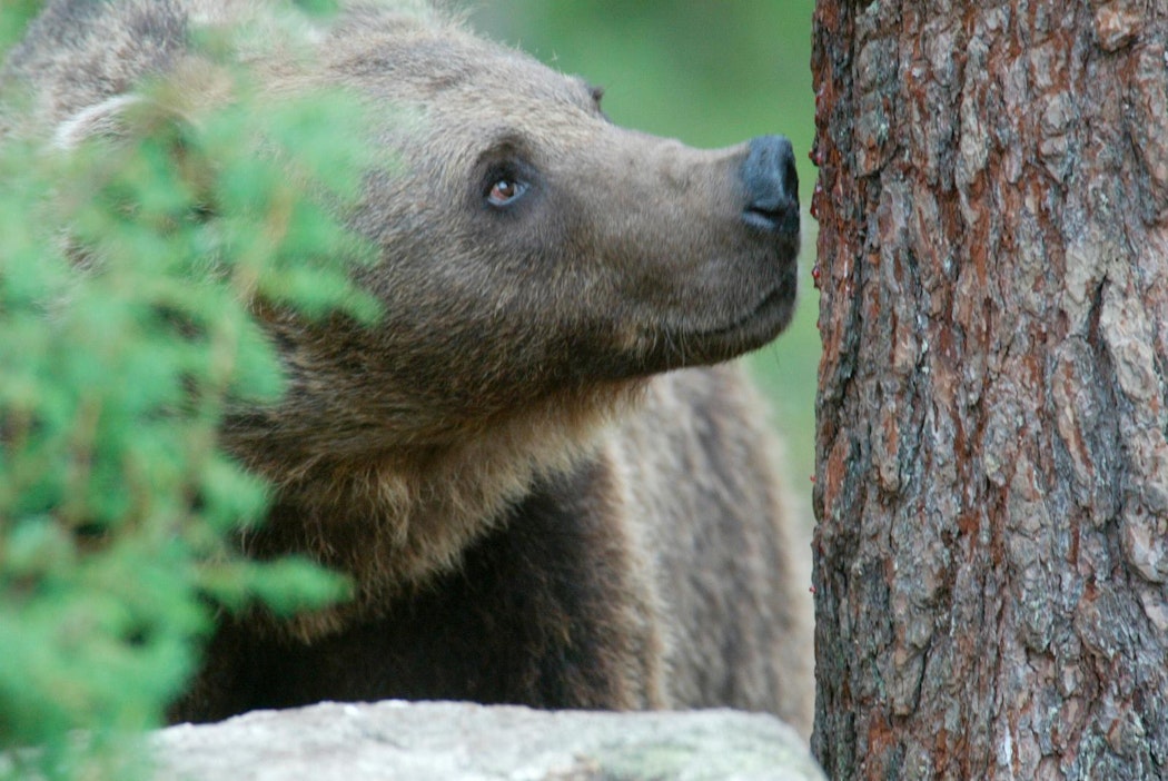 Karhuja houkutellaan usein haaskoilla tai muilla herkuilla valokuvattavaksi.