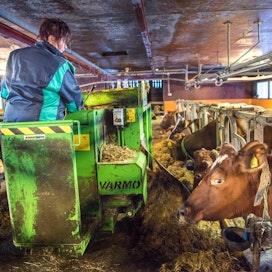 MTK:n maitovaltuuskunnan mukaan tuottajien lomaoikeuden on jatkossakin säilyttävä henkilökohtaisena. Tarja Heino lomitti viime vuonna lypsykarjatilalla Sastamalassa.