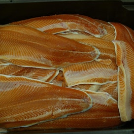 Listeria levisi virolaiselta kalatehtaalta kylmäsavu- ja graavikalojen välityksellä.