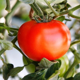 Tomaattiala kasvaa huomattavasti, jos alalle suunniteltu suurinvestointi toteutuu.