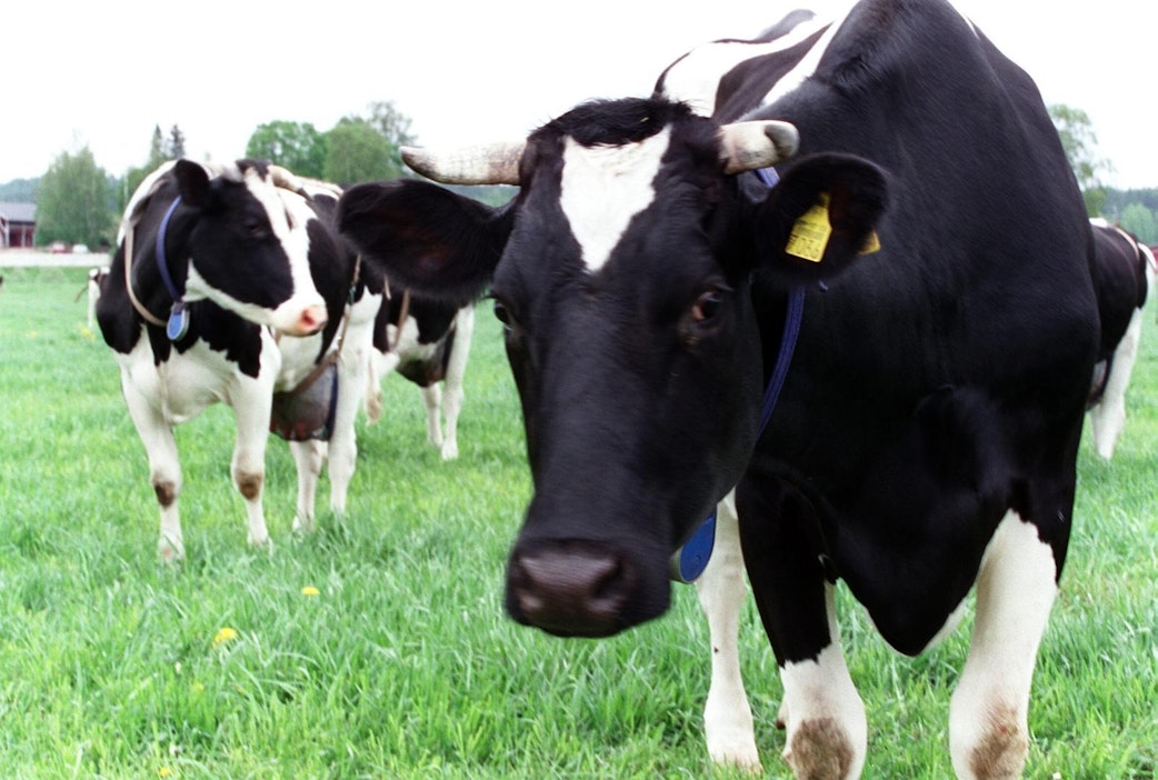 Keski-Pohjanmaa on vahvaa maitoaluetta.