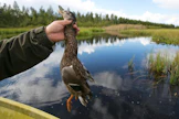 Metsästettävistä vesilinnuista kuvan sinisorsa muistuttaa rauhoitettua harmaasorsaa.