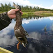 Metsästettävistä vesilinnuista kuvan sinisorsa muistuttaa rauhoitettua harmaasorsaa.