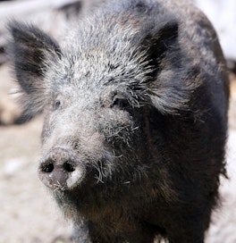 Villisika aiheuttaa merkittävän riskin ASF:n leviämiselle. Leningradin alueella niitä ei tavattu vielä 1970-luvulla lainkaan, mutta nyt kanta on erittäin runsas. Leningradin eteläpuolisten alueiden ja naapurimaa Viron villisioissa on tavattu runsaasti ASF:ää.
