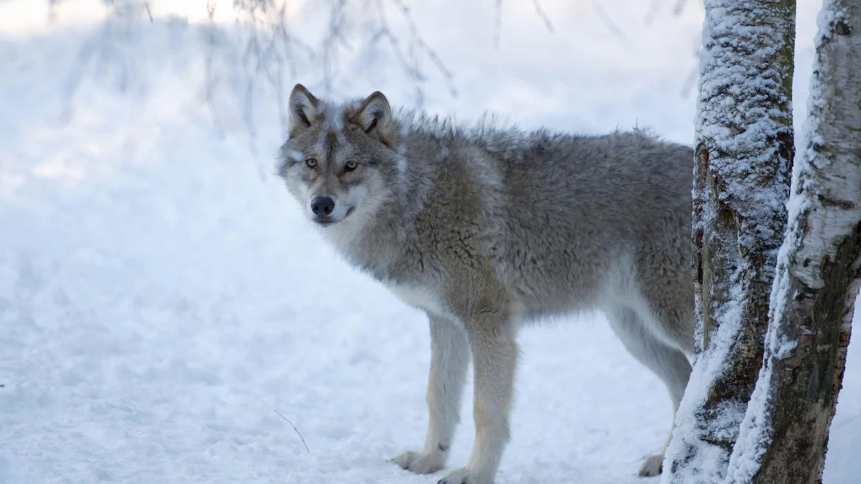 Asutuksen lähellä liikkuva susi on turvallisuusriski. Kuvan susi ei liity jutussa kerrottuun tapaukseen, vaan on kuvattu Ähtärin eläinpuistossa.
