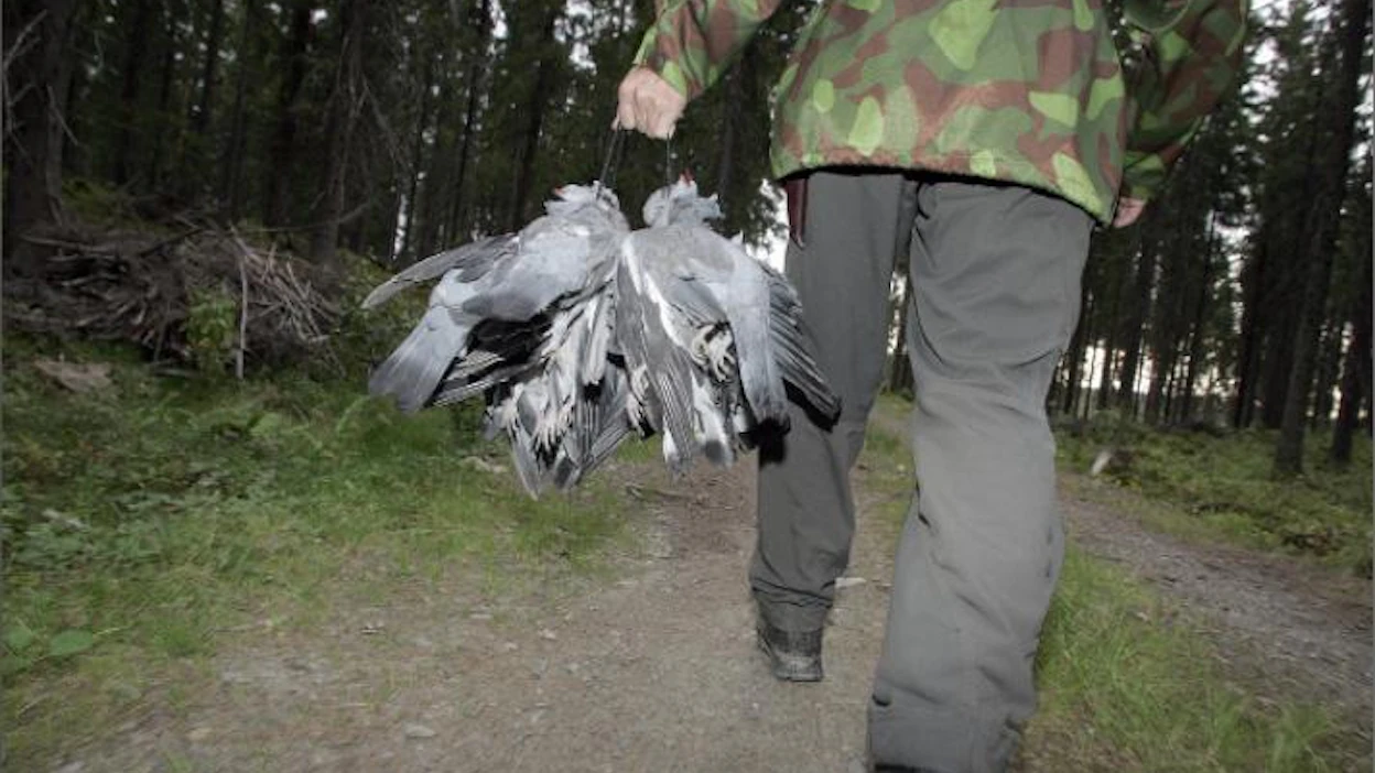Metsästysmatkailun aluetaloudelliset vaikutukset ovat merkittävät. Joel Rosenberg