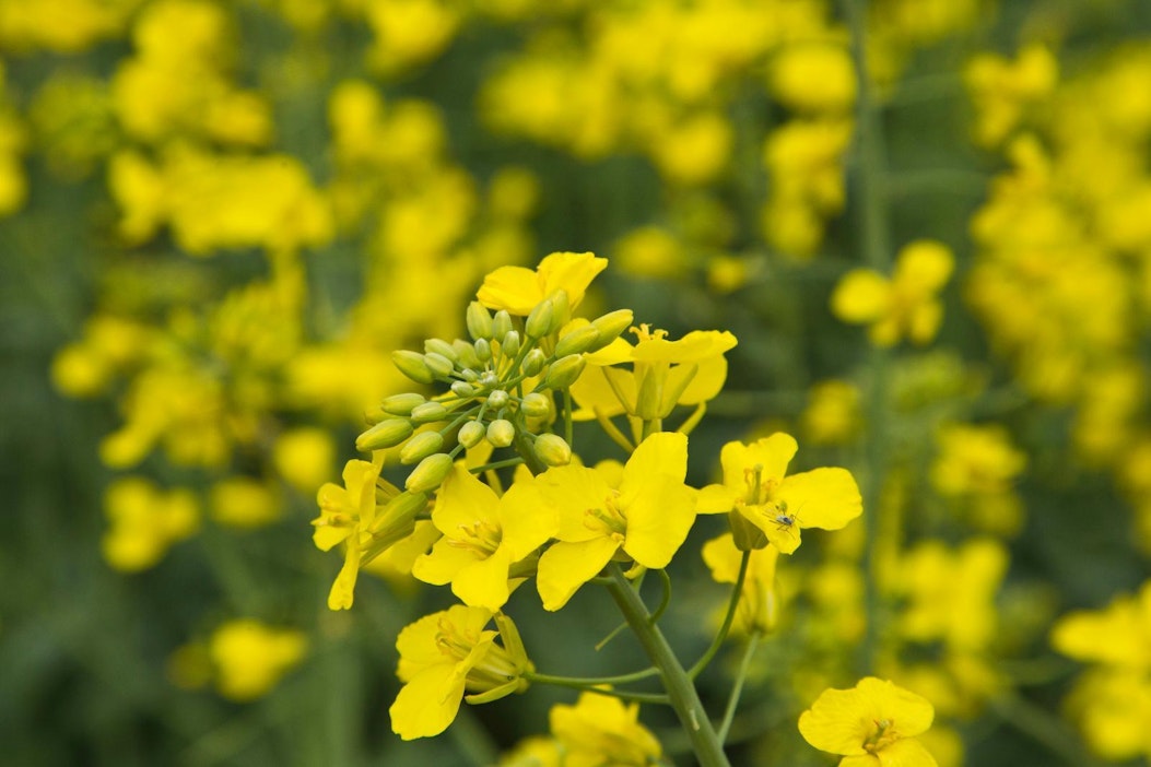 Neonikotinoideja käytetään muun muassa öljykasvien siementen peittaukseen.