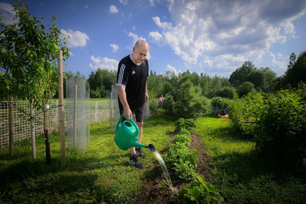 Urpo Haatajan palstalta Kajaanin Ensilästä löytyy monia marjapensaita ja hedelmäpuita. Puutarhanhoitoa tulee harrastettua päivittäin.