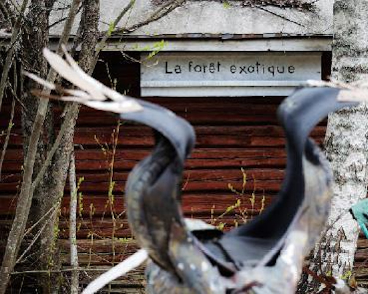 Kanadalaisturistin toteamus, ”eksoottinen metsä”, päätyi vajan seinään.