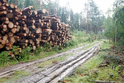 Metsätalouden käyttöön rakennetuista metsäteistä hyötyvät ennen kaikkea metsästäjät ja marjastajat.