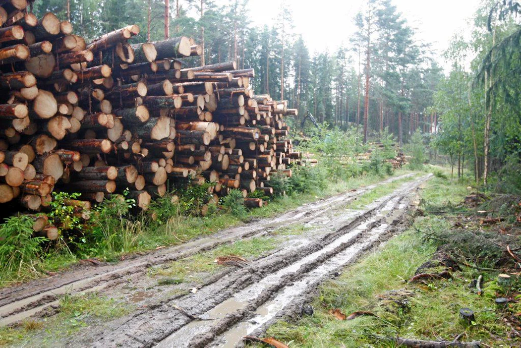 Metsätalouden käyttöön rakennetuista metsäteistä hyötyvät ennen kaikkea metsästäjät ja marjastajat.