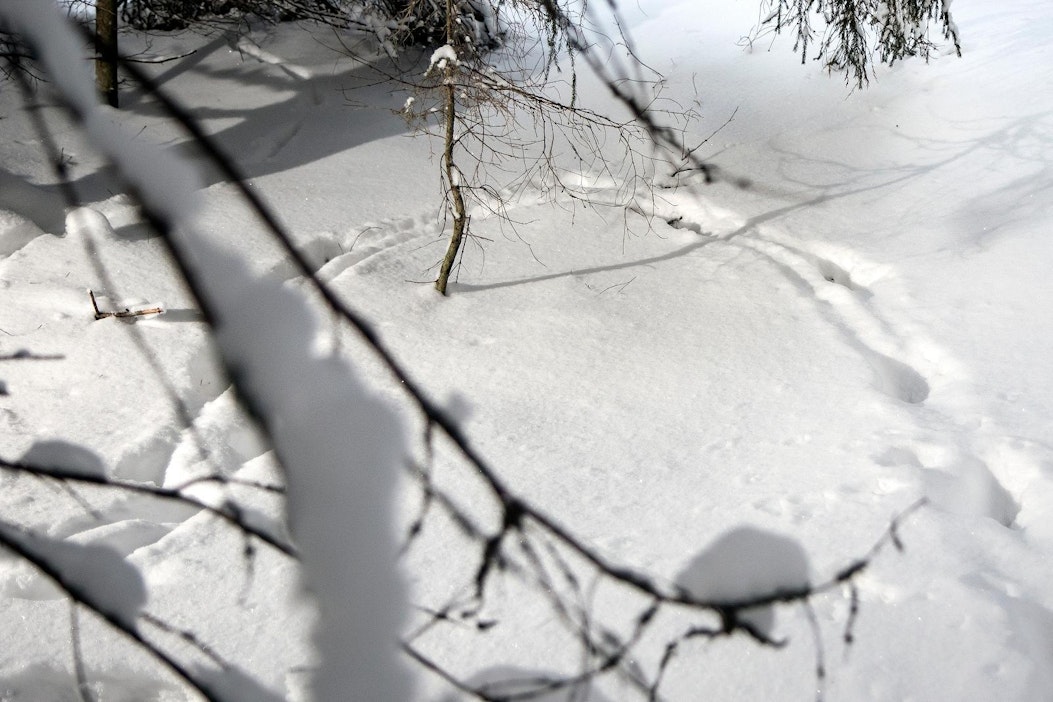 Suomen riistakeskus kumoaa väitteen, jonka mukaan tälle talvelle olisi  sovittu yhteisestä susien jälkilaskennasta - MT Metsä - Maaseudun  Tulevaisuus