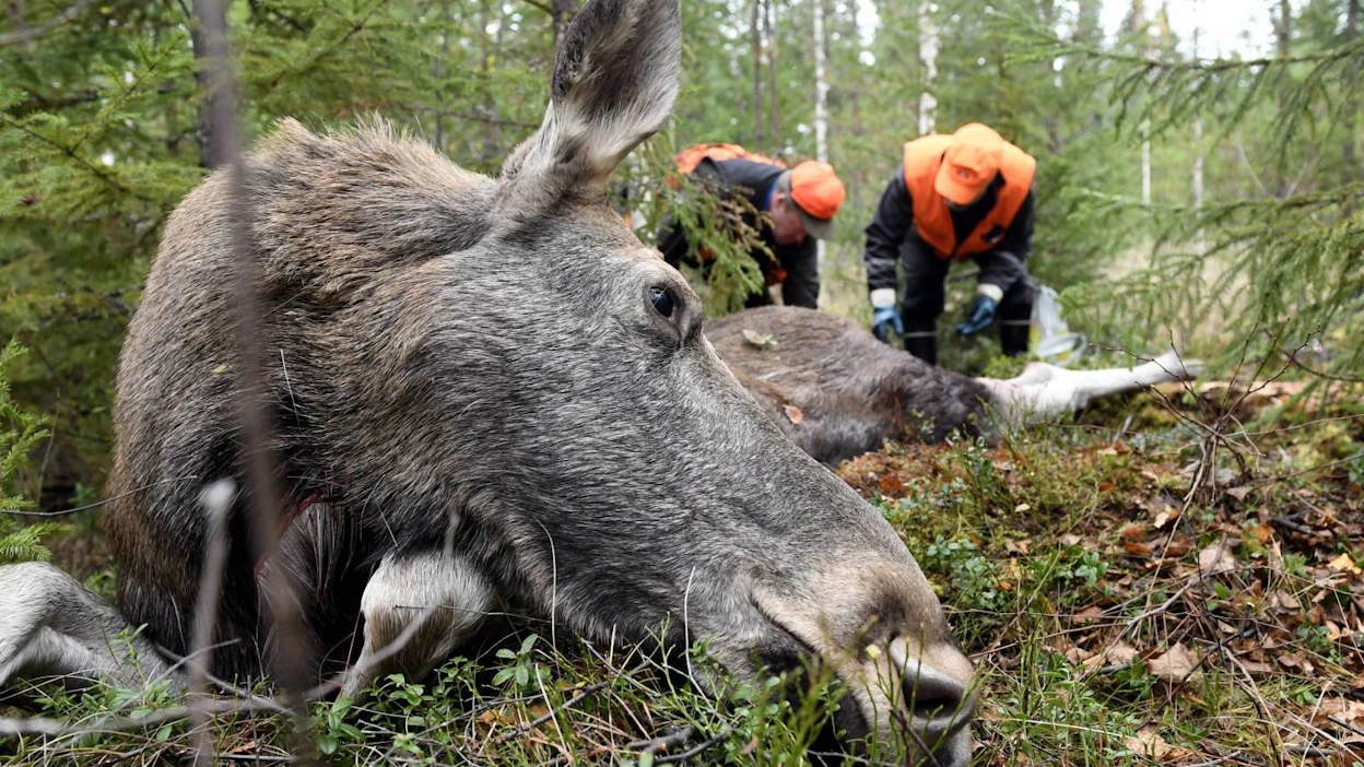 Rahallista korvausta ei jatkossakaan makseta tavanomaisemmista SRVA-tehtävistä, kuten loukkaantuneiden hirvieläinten lopettamisesta.