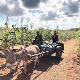 Maatalouden leviäminen uusille paikoille ja sateiden muuttuminen epäsäännöllisemmiksi ovat johtaneet Keniassa yhä useammin siihen, että norsut ja ihmiset kohtaavat viljelyksillä.
