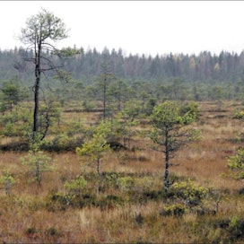 Etelä-Suomen soista 74 prosenttia on ojitettu ja 10 prosenttia suojeltu. Kuva on Torronsuon kansallispuistosta Tammelasta. Jaana Kankaanpää