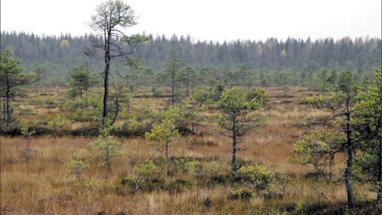 Etelä-Suomen soista 74 prosenttia on ojitettu ja 10 prosenttia suojeltu. Kuva on Torronsuon kansallispuistosta Tammelasta. Jaana Kankaanpää