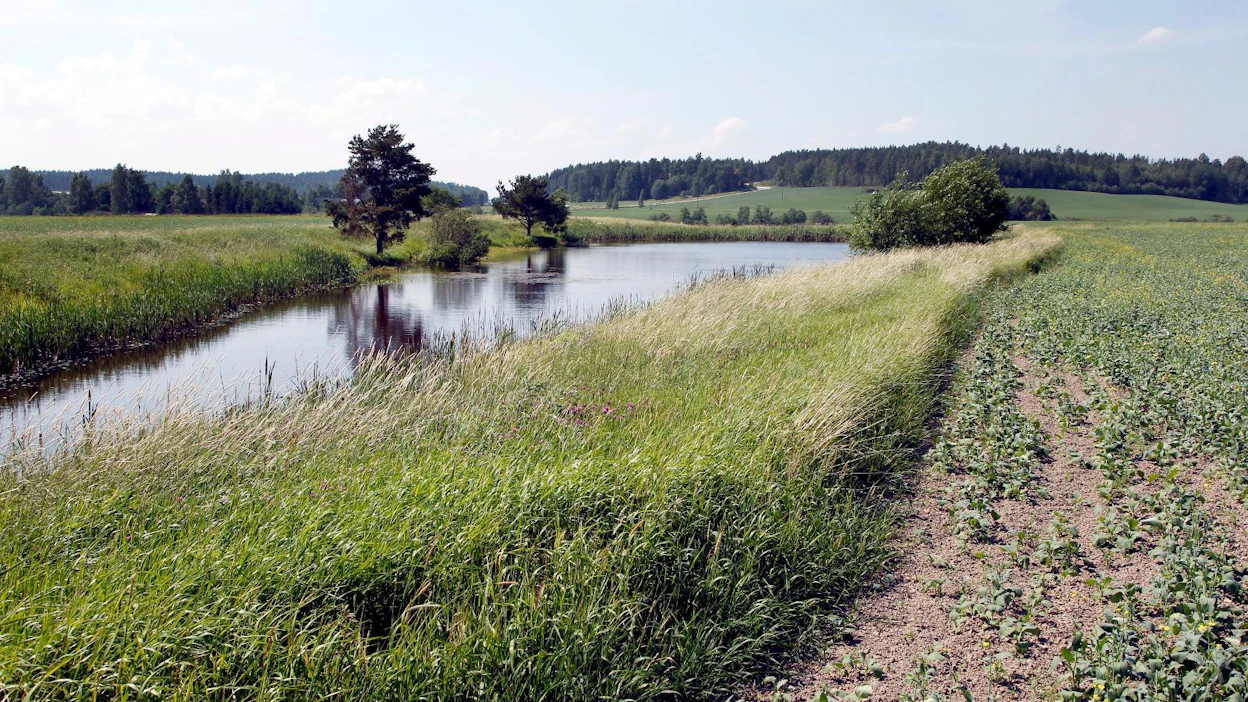 Ympäristöohjelmat ovat vieneet odotettua enemmän rahaa. "Nykyiset korvaukset suojavyöhykkeistä eivät voi jatkua yhtä anteliaina", MTK:n maatalousjohtaja johan Åberg sanoo.