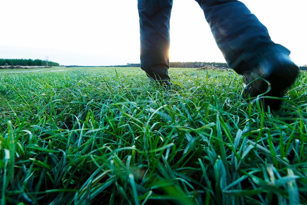 Kolmannen sadon riskiä lisäävät etenkin märkä syksy ja nurmen pitkä kasvuaika.