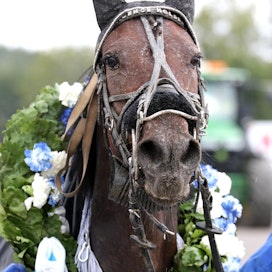 Licence Holder haastaa länsinaapurin parhaat monté-hevoset lauantaina Åbyssä Ruotsin mestaruudessa.