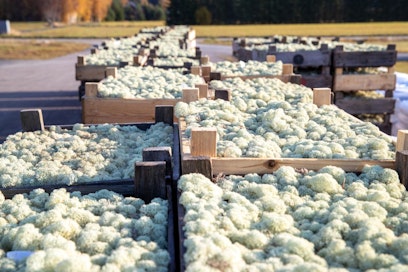 Polarmoss nostaa jäkälää yleensä toukokuusta lokakuuhun, kun maassa ei ole lunta eikä ilma ole poimijoille liian kylmä.