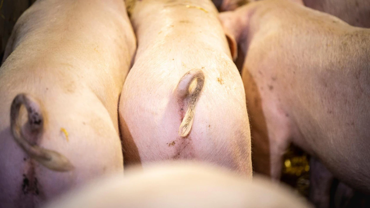 Afrikkalainen sikarutto on tuhoisa tauti, joka leviää maailmalla sekä tuotantosikaloissa että villisioissa. Suomessa tautia ei ole toistaiseksi tavattu, ja sen leviämistä torjutaan monin tavoin. Kuvituskuva.