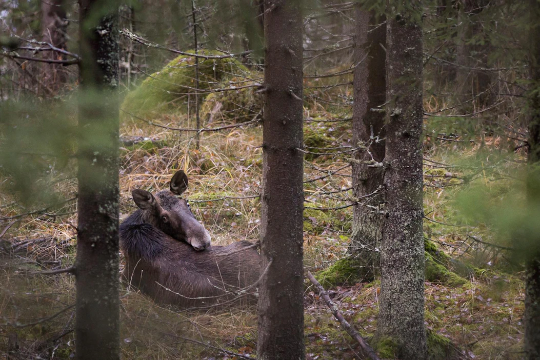 Hirvet joutuvat sietämään turkissaan melkoista kuhinaa ja verenimemistä koko talven.
