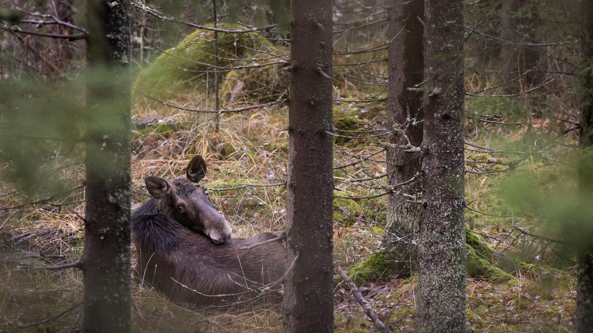 Hirvet joutuvat sietämään turkissaan melkoista kuhinaa ja verenimemistä koko talven.