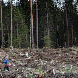 Sarvamaan raportissa on mukana kestävä metsänhoito.